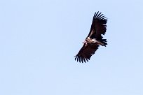 Lappet-faced vulture (Vautour oricou) Sossusvlei (Namibie)