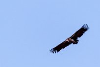 Lappet-faced vulture (Vautour oricou) Sossusvlei (Namibie)