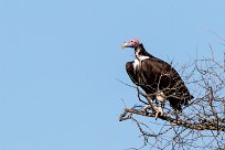 Lappet-faced vulture (Vautour oricou) Twyfelfontein et Huad River - Damaraland - Namibie