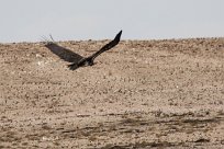 Lapped faced vulture (Vautour oricou) To/Vers Homeb