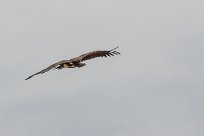 Lapped faced vulture (Vautour oricou) To/Vers Homeb