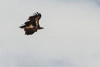 Lapped faced vulture (Vautour oricou) To/Vers Homeb