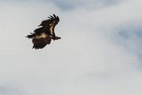 Lapped faced vulture (Vautour oricou) To/Vers Homeb