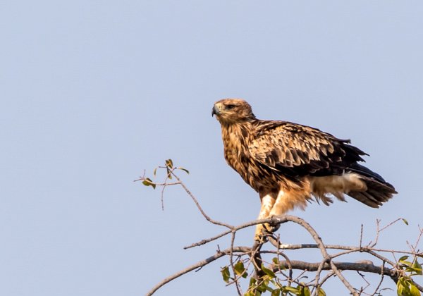 Aigle des steppes