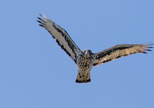 Aigle fascié