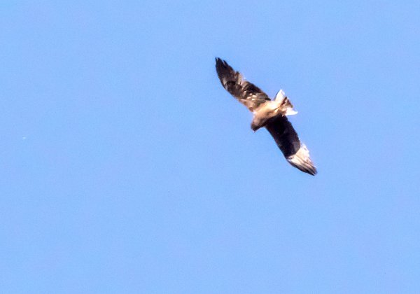 Bateleur des savanes