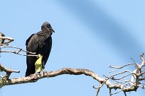 Zopilote negro (Urubu noir) Golfo Dulce - Costa Rica