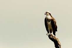 Águila pescadora (Balbuzard pêcheur)_231117_3631-2 null