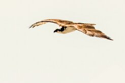 Águila pescadora (Balbuzard pêcheur)_231117_3664-2 null
