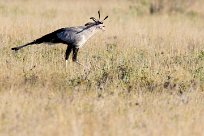 Secretary bird (messager serpentaire) Nxai