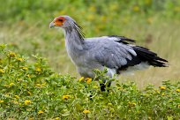 Secretary-bird (Messager sagittaire) Etosha