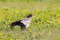 Secretary-bird (Messager sagittaire) Etosha