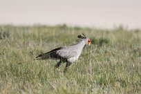 Secretary bird (Messager sagittaire) Etosha