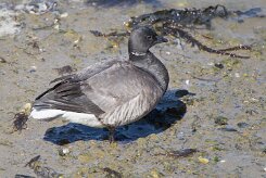 Entre Morbihan et Finistère null