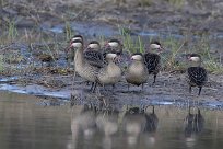 Red-billed Teal (Canard à bec rouge) Chobe National Park