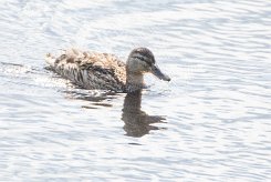 Canard chipeau Brenne