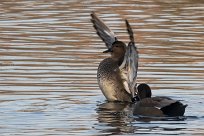 Canard chipeau Canard chipeau