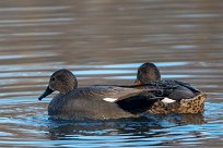 Canard chipeau Canard chipeau