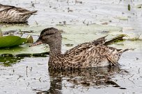 Canard chipeau Lac du Der