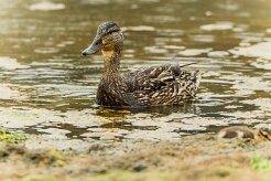 Canard colvert_152_0229 null