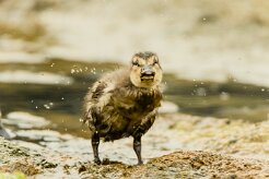 Canard colvert_153_0234 null