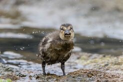 Canard colvert Landmannalaugar