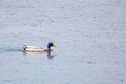 Canard colvert Brenne