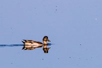 Canard colvert Canard colvert