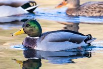 Canard colvert Canard colvert