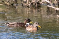 Canard colvert