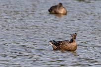 Canard colvert