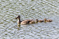 Canard colvert Canard colvert