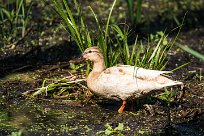 Canard colvert Canard colvert