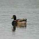 canard_colvert_03