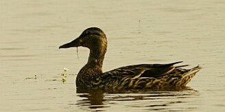 canard_colvert_05-2 null