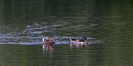 canard_colvert_07