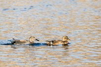 Canard chipeau Canard chipeau