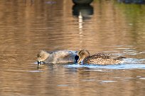 Canard chipeau Canard chipeau