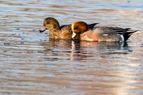 Canard siffleur Canard siffleur