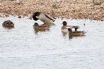 Canard siffleur Canard siffleur