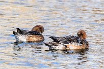 Canard siffleur Canard siffleur