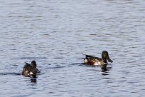 Canard souchet Canard souchet