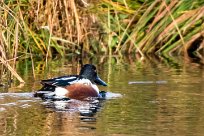 Canard souchet Canard souchet