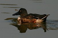 canard_souchet_11