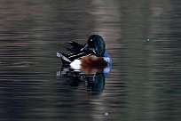 canard_souchet_21