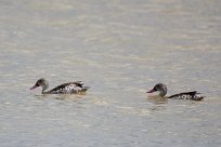 Cape teal (Canard du Cap) Etosha