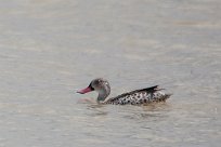 Cape teal (Canard du Cap) Etosha