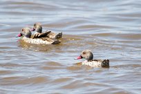 Cape teal (Canard du Cap) Cape teal (Canard du Cap)