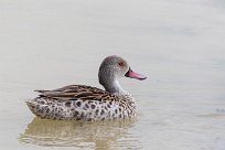 Cape Teal (Canard du Cap) Etosha