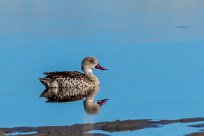 Cape Teal (Canard du Cap) Cape Teal (Canard du Cap)